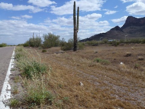 On Old AZ 84, Spring 2013