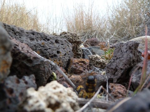 AZ, Caterpillar (Sulfur Butterfly^) ,November 4, 2011