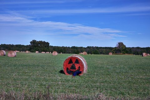 For his spread near the southwest Arkansas town of Oakhaven, a farmer turned one of his many hay bales into fall (or Ha…