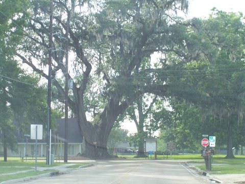 Brusly Oak