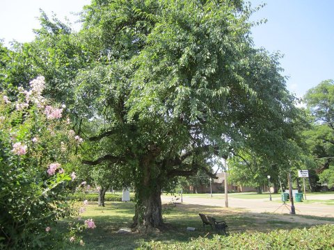 Bodock Tree, Rayville, LA IMG 0162