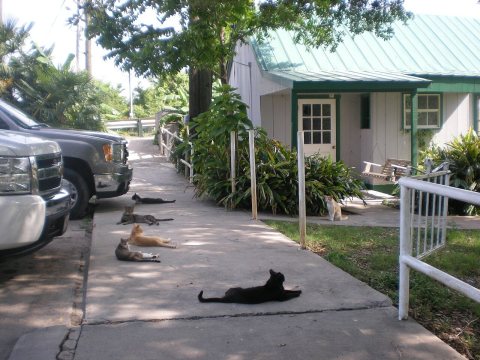 Cats, Cats, and More Cats outside the Seafood Restaurant