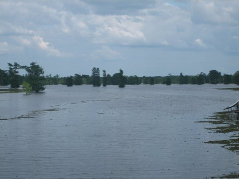 Another view of Lake Bistineau IMG 0592