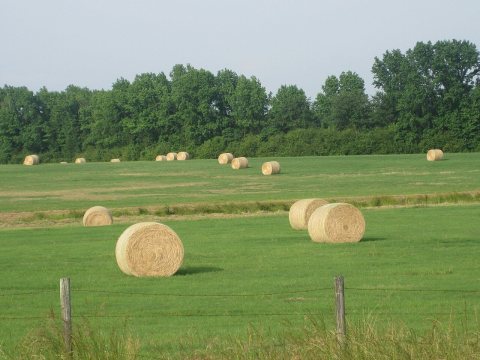 Hay field north of Athens, LA IMG 3638
