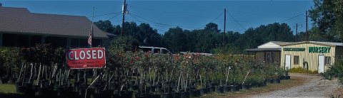 Clyde Holloway Nursery, Forest Hill, LA IMG 0149