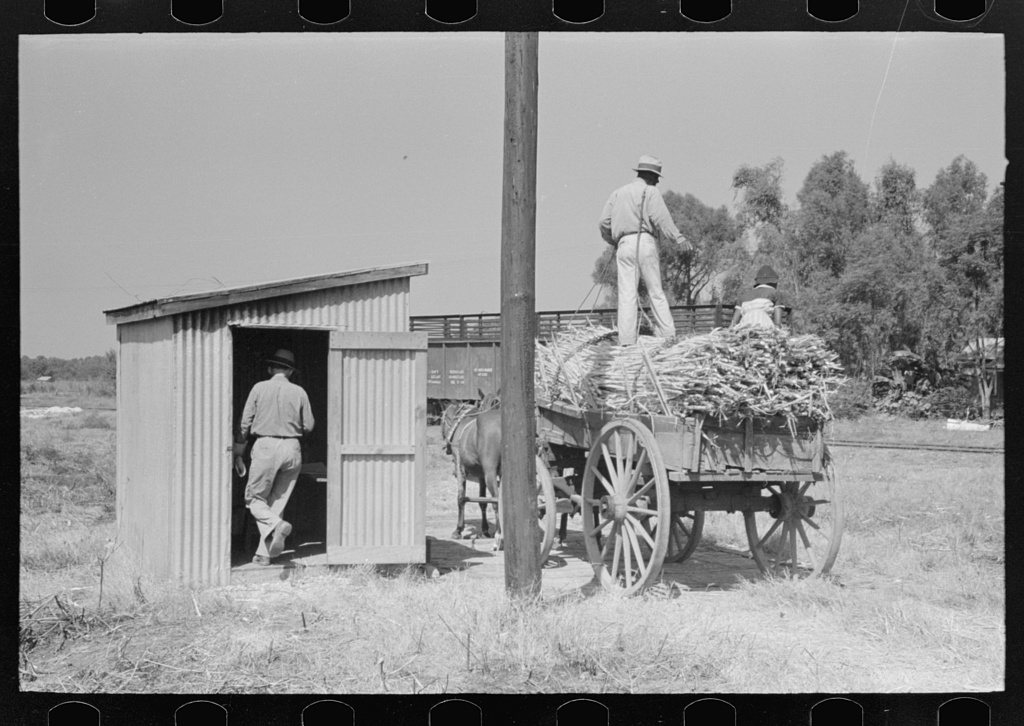 Load of sugarcane being weighed