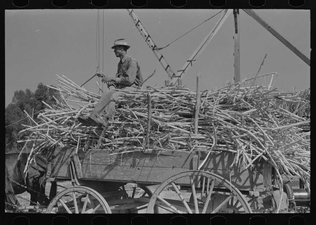 Farmer atop load of sugarcane