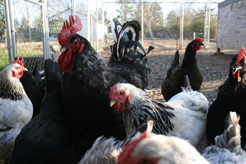 Chickens in Slaughter, Louisiana, Feb 2010 - 2