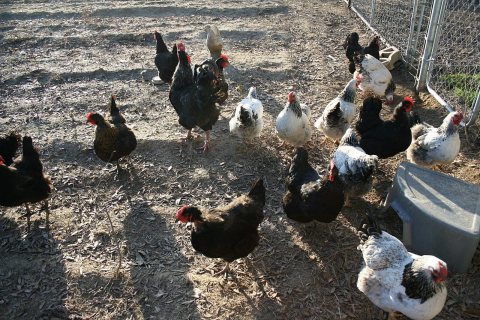 Chickens in Slaughter, Louisiana, Feb 2010 - 3