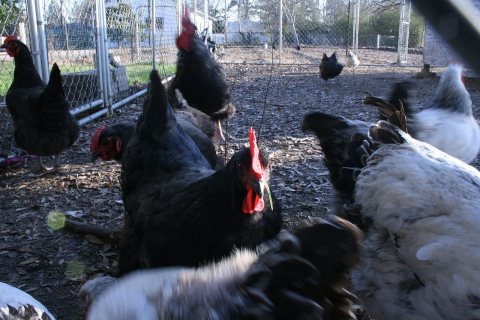 Chickens in Slaughter, Louisiana, Feb 2010 - 1