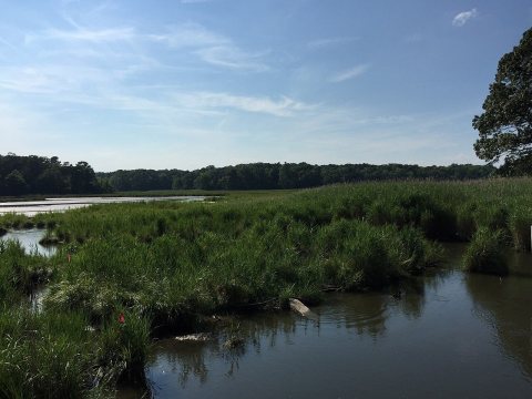 2016-07-20 16 37 26 View west across a tidal marsh from Maryland State Route 261 (Bay Avenue) in