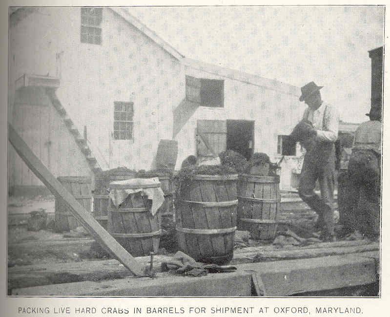 FMIB 38930 Packing Live Hard Crabs in Barrels for Shipment at