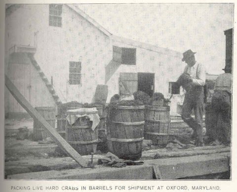 FMIB 38930 Packing Live Hard Crabs in Barrels for Shipment at