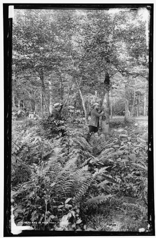 Ferns