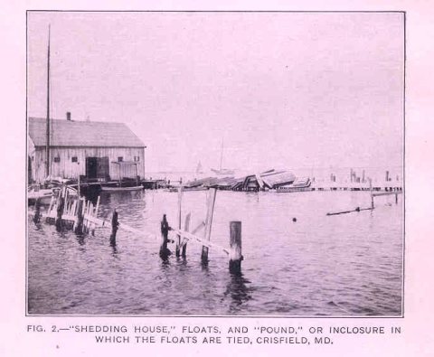FMIB 35013 Shedding House, floats, and pound, or incllosure in which the floats are tied