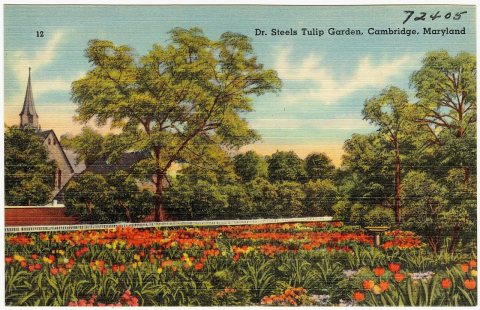 Dr. Steels Tulip Garden, Cambridge, Maryland (72405)