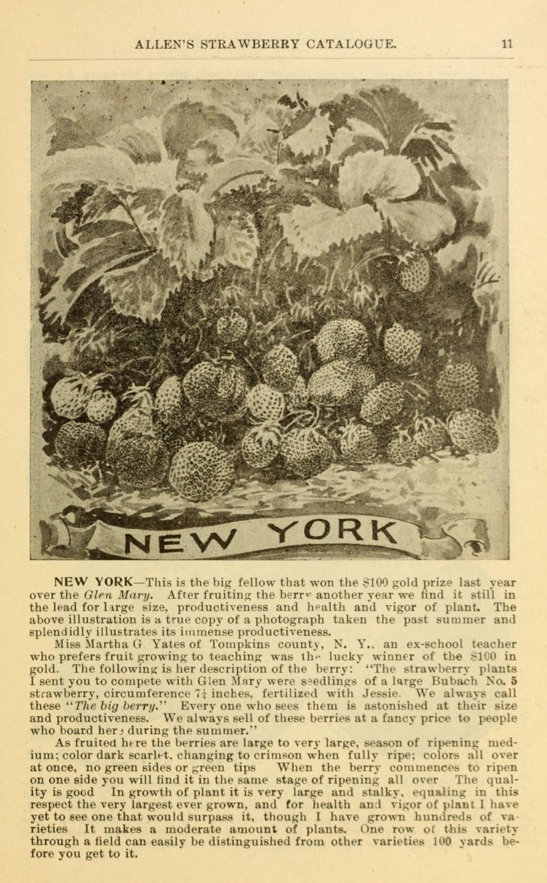 Allen's strawberry catalogue for 1900