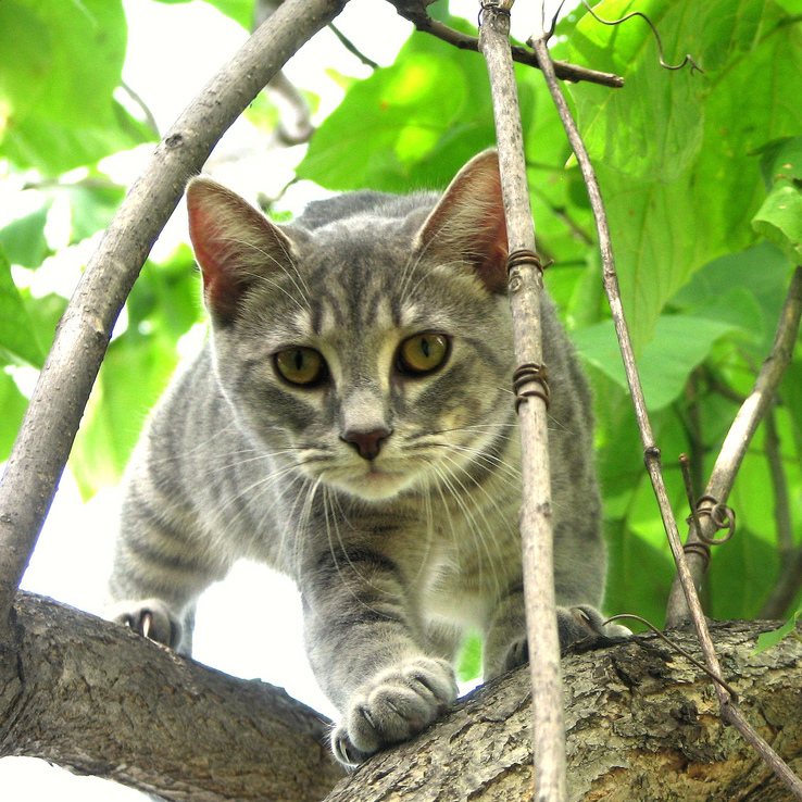 Mdprovost - Chloe the Huntress on an Adventure, Otter Lake, MI (by-sa) (cropped)