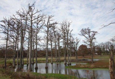 Fall scene near a small cypress pond near the tiny town of Cash (a version of the name of the nearby Cache River) in Cr…