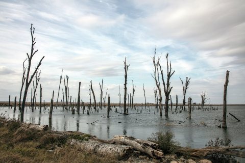 Bare and apparently burned trees near the tiny town of Cash (a version of the name of the nearby Cache River) in Craigh…