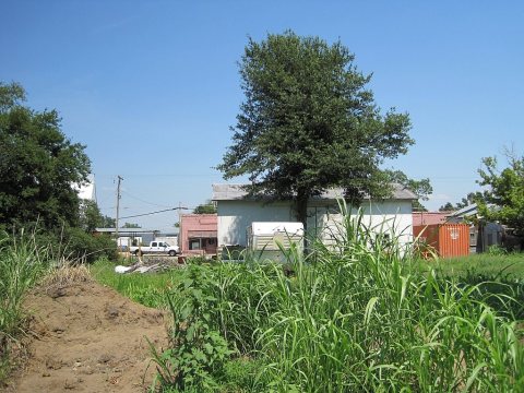 Black Oak AR 001