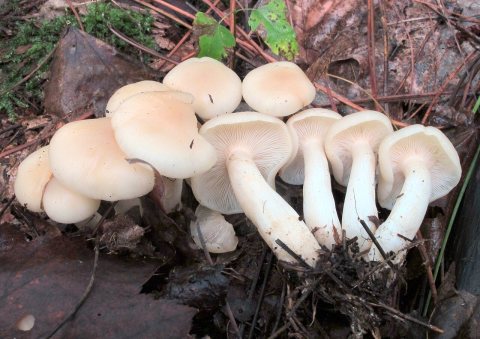 Lepista subconnexa Murrill 670772