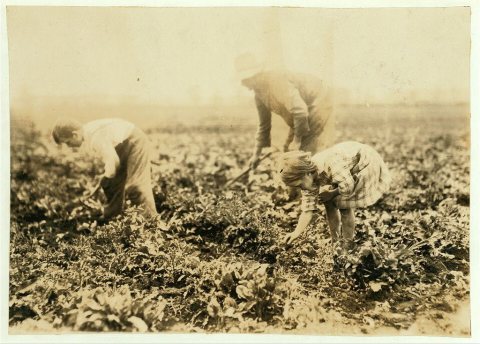 Jo Durco. This man, his wife and two children, Mary 8 years, Tony 10 years, do all the work on a large plot of beets. T…