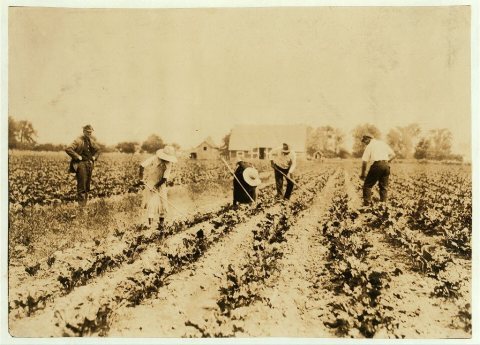 Kastvan family, beet workers near Corunna, hoeing beets. They are Hungarians who came to Mich. last Spring with a train…