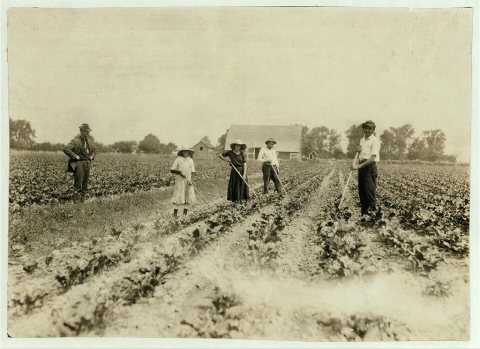 Kastvan family, beet workers near Corunna, hoeing beets. They are Hungarians who came to Mich. last Spring with a train…