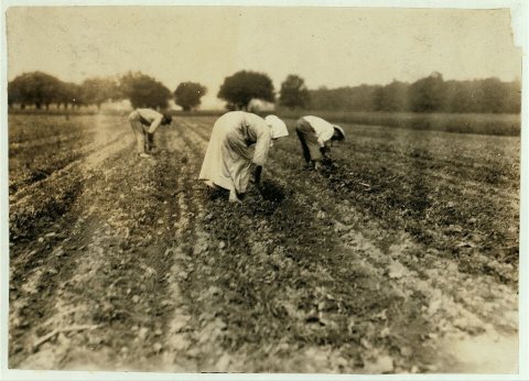 Slovaks blocking and thinning beets near Corunna. Location: Corunna, Michigan