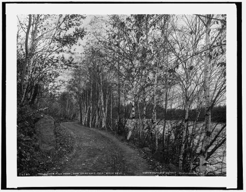 On the eleven mile drive near Ishpeming, Mich., birch drive