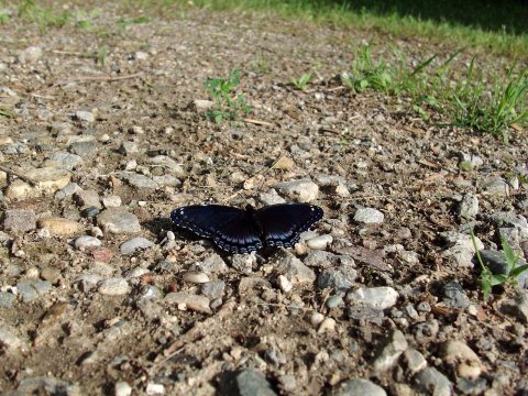 Red-spotted Purple butterfly