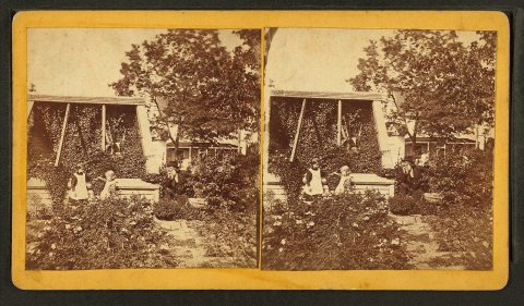 Isaac A. Pool's greenhouse, Escanaba, Mich., Aug. ... 1888, Mr. Pool & his daughters Dot and Madge