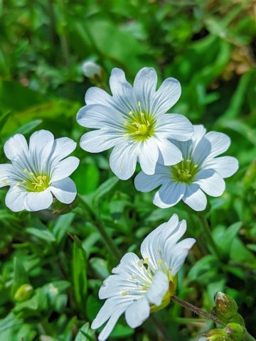 Tiny Mouse Ears Flowers