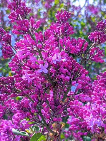 Lilac Spring Bloom
