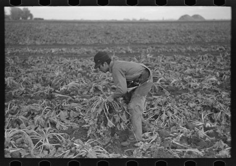 Young boy beet worker, near Fisher, Minnesota