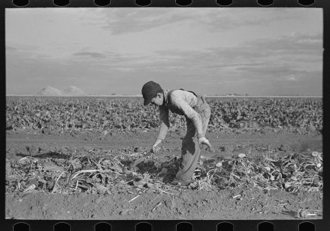 Young boy beet worker, near Fisher, Minnesota