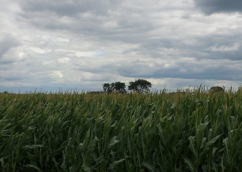 Corn Stalks at Wayside Rest