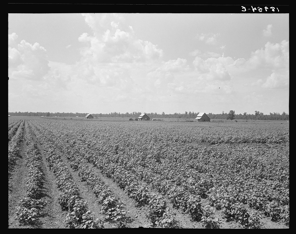 Untitled photo, possibly related to: Delta plantation landscape south of Wilson, Arkansas