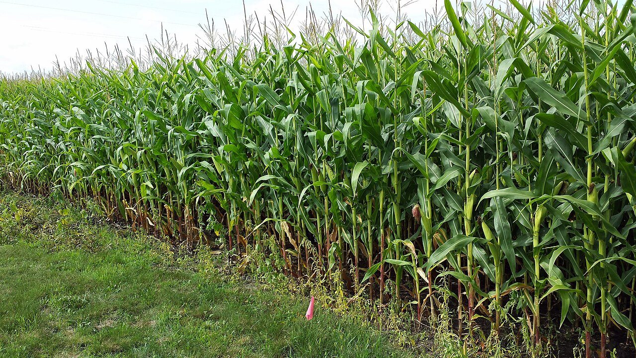 Cornfield - panoramio (2)