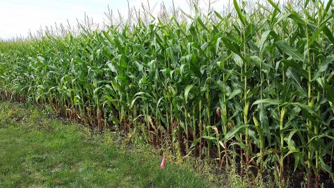 Cornfield - panoramio (2)