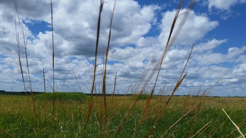 Prairie grasses and sky in