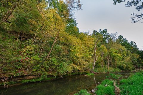 Yellow Trees at Whitewater State Park, Minnesota