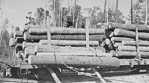 Logs on skidway just before being loaded on railway car