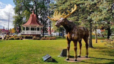 Biwabik moose