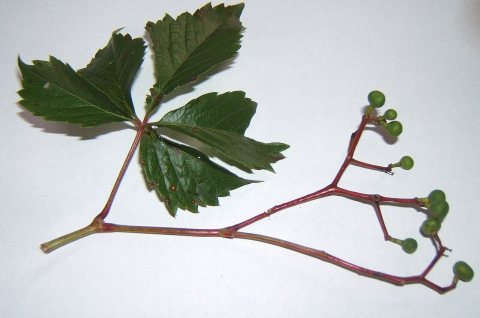 ParthenocissusVitacea