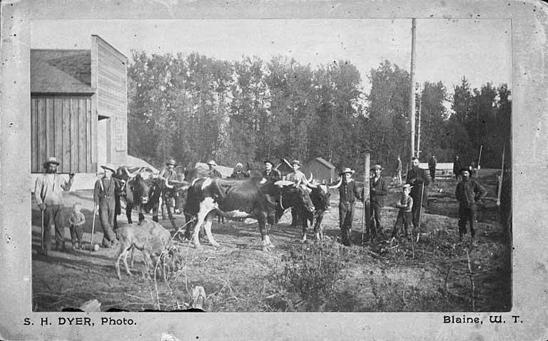 Group of men with a cross-cut saw, tools and oxen, Blaine, ca. 1885