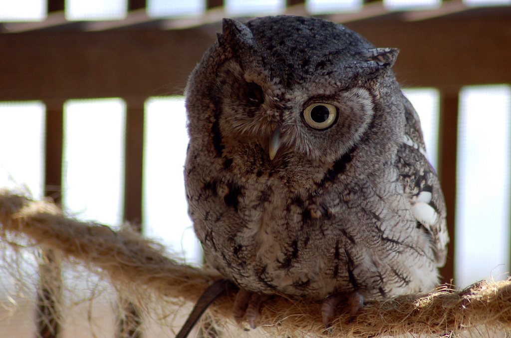 Eastern Screech-Owl