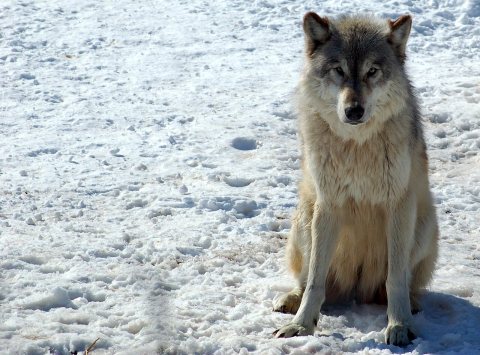 Gray Wolf in Minnesota