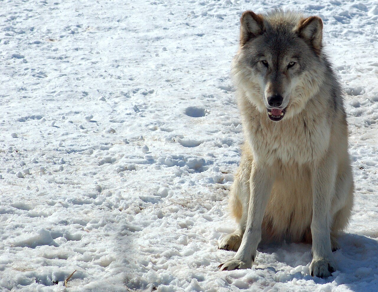 Gray Wolf in Minnesota 2